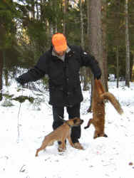 Sagimus Humla "Ayla" with her first fox