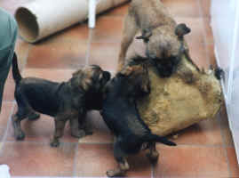 Hulda, Morris och Isak leker med grävlingskinn
