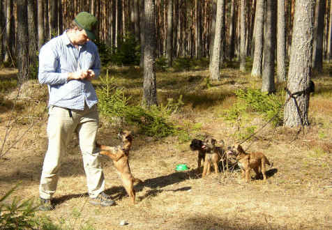 Selma pausing in obedience practice,  Hulda, Maja and Silla are onlookers